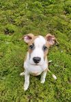 Bully/Amstaff valp