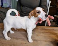 Fina Jack russel valpar.