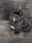 shihtzu/lhapso 