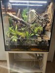 Terrarium + Gargoyle Gecko