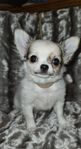 Chihuahua valp 