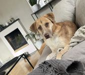 *TINGAD* Tvåårig rescue hund söker hem