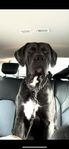 Cane Corso hane 