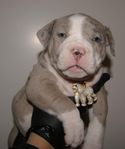 american Bully tik 