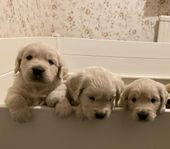 Golden retriever HAN Valp