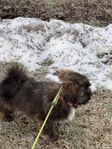 Shih Tzu/Lasa Apso