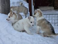 Polarhundsblandning 