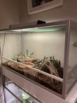  terrarium med ödla