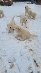 maremmano abruzzese valpar gårdshund/boskapsvaktare 