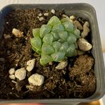 Haworthia Cooperi Obtusa 