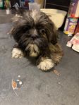 älskade Shih Tzu valp