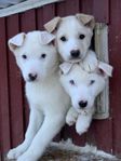 Alaskan husky valpar