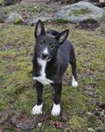 Canaan dog