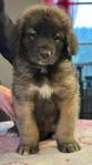 Leonberger hane