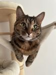 Katt hona 4 år