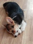 Welsh Corgi Pembroke 