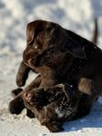 chokladbrun Labrador-Tikvalp 