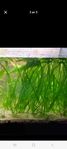 Vallisneria 