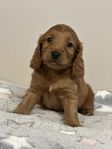 Cockerpoo valpar