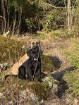 hundvalp - Cane corso blandras