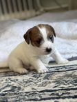 Jack Russel valp