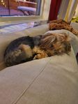Omplacering yorkshireterrier 1åring