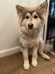Finsk lapphunds-valptik 