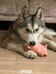 Siberian Husky Valp