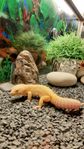 leopardgecko