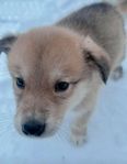 laika/norrbottenspets