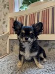 Chihuahua hane långhår Regg SKK 