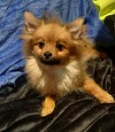 Pomeranian SKK REG