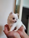 Hundar chihuahua/tyskspets