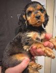 Engelsk cocker spaniel hane