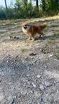pomeranian