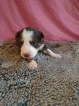 Border Collie Valpar Bordercollie 