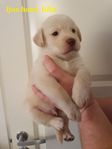 labrador valpar