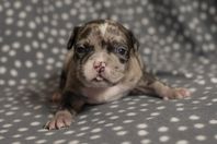 American Bully Pocket med stamtavla