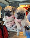 Fransk bulldog/ Chihuahua blandning!