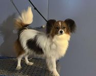 papillon 