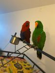 eclectus parrot