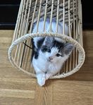 Norsk skogkatt