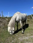 Erfaren medryttare sökes till  islandshästar 
