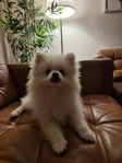 pomerian/german spitz