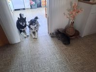 Sibirian Husky
