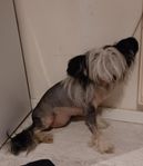 Chinese Crested Naken tik
