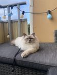 Birma/ragdoll hane