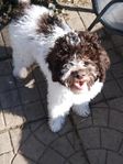 Lagotto Romagnolo hanvalp reg.i skk.