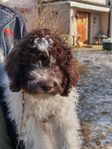 Lagotto Romagnolo hanvalp reg.i skk.