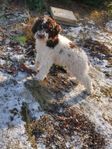 Lagotto Romagnolo hanvalp reg. i Skk.